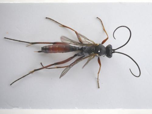 Réf. 189 102 : Hyposoter sp.